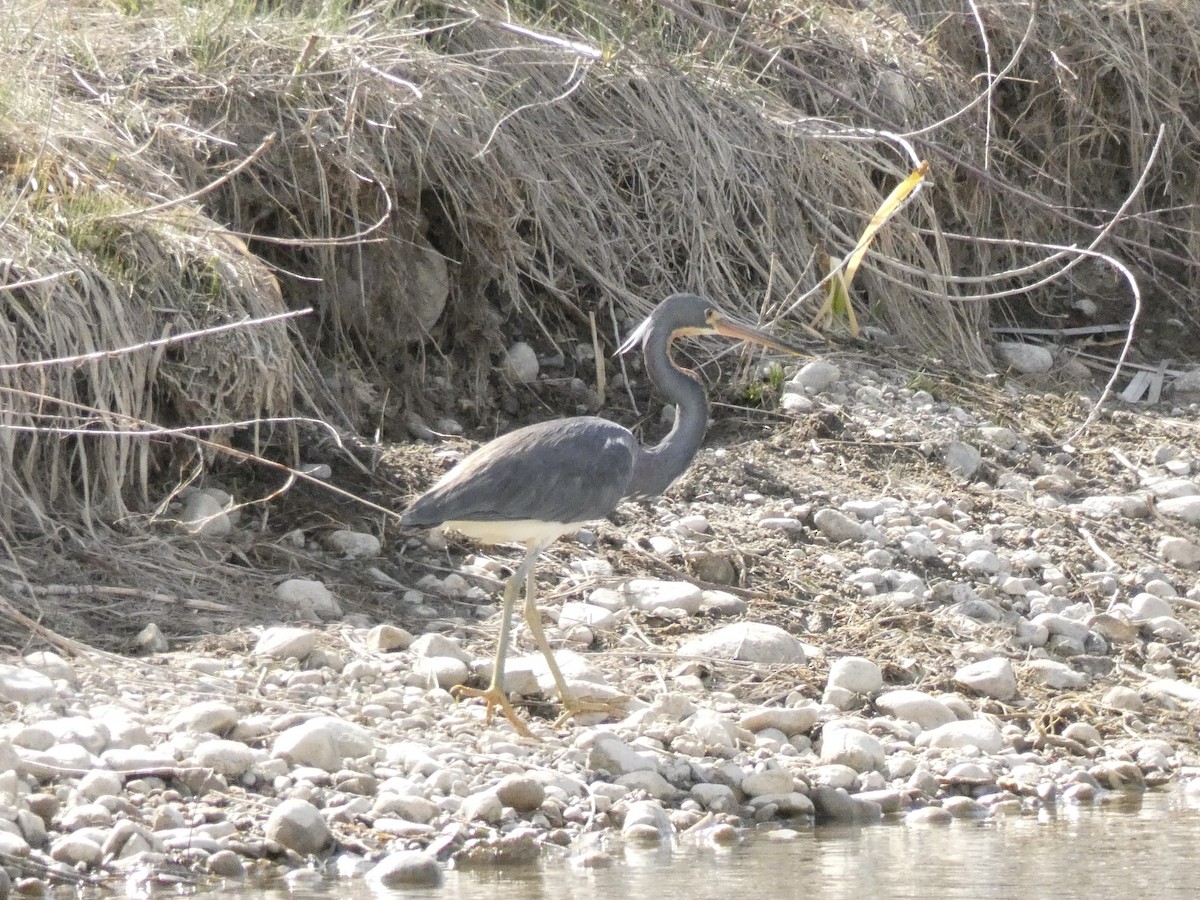 Tricolored Heron - ML634823827