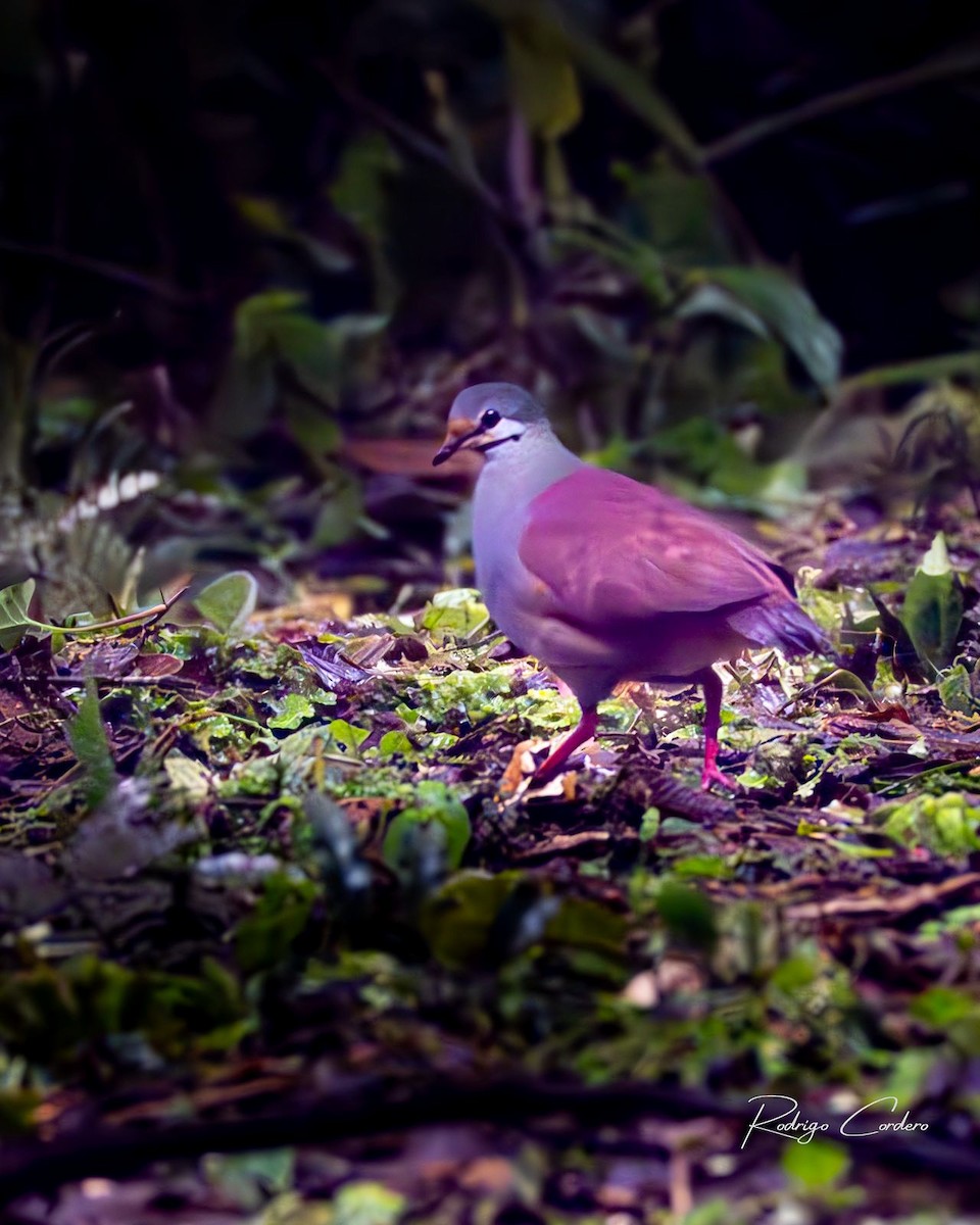 Buff-fronted Quail-Dove - ML634823851