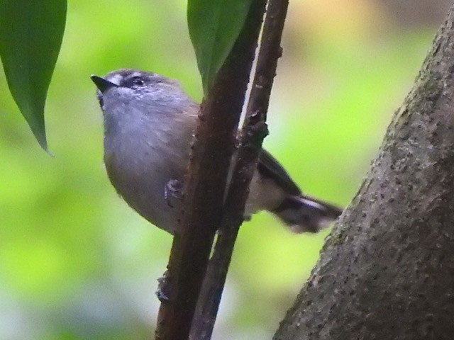 Brown Gerygone - ML634823872