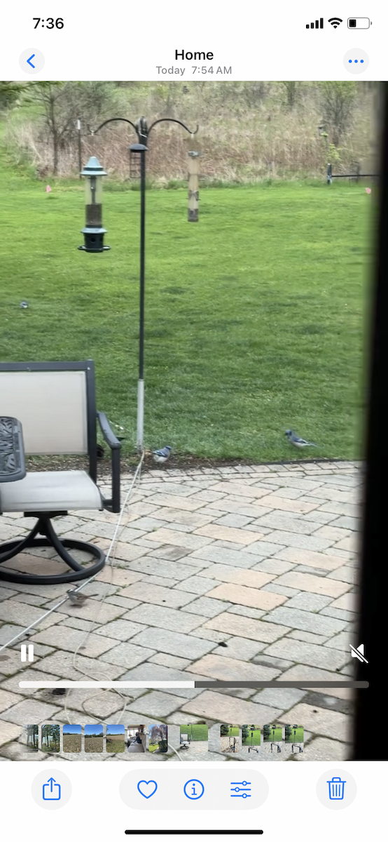 Blue Jay - ML634823880