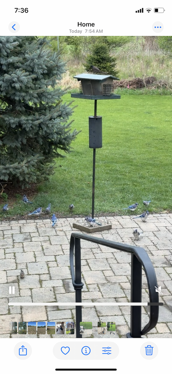 Blue Jay - ML634823881