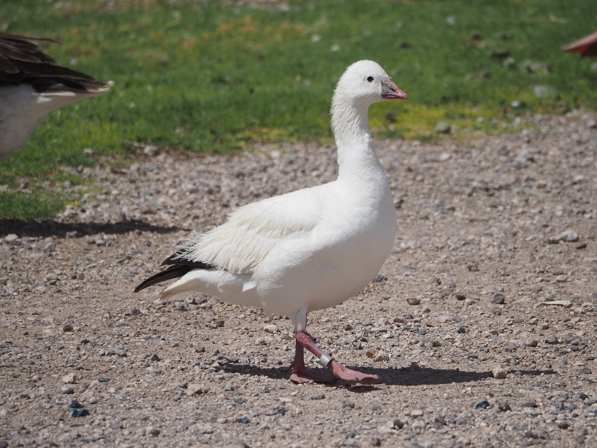 Ross's Goose - ML634824033