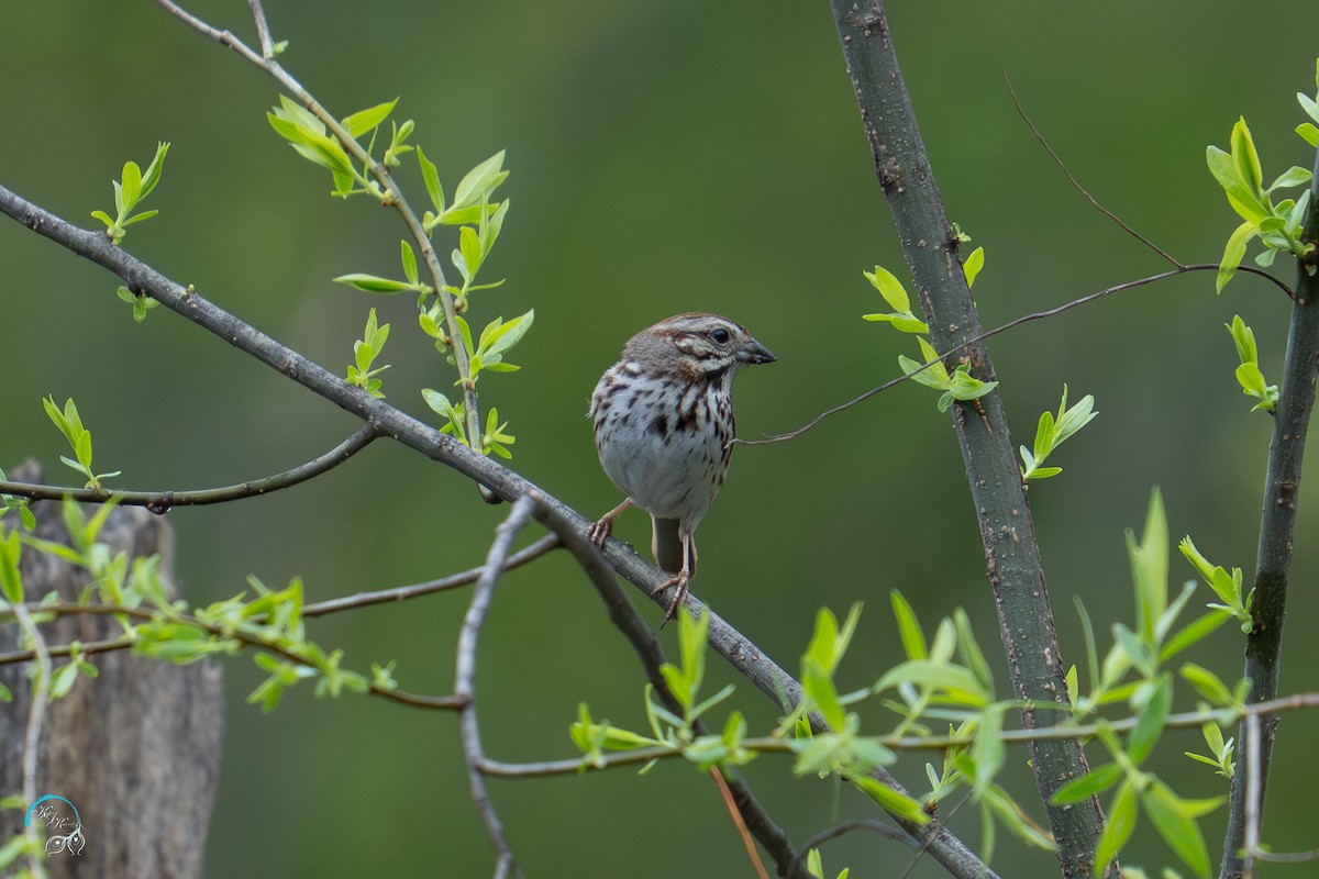 Song Sparrow - ML634824035