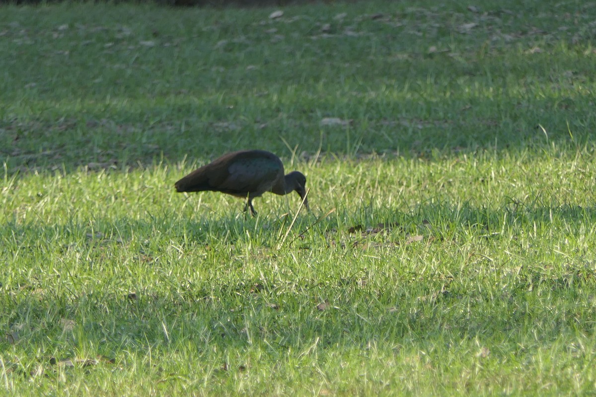 Hadada Ibis - ML634824076