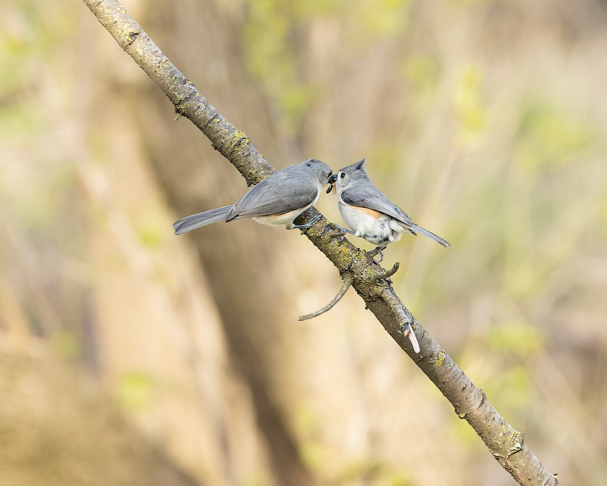 Tufted Titmouse - ML634824101