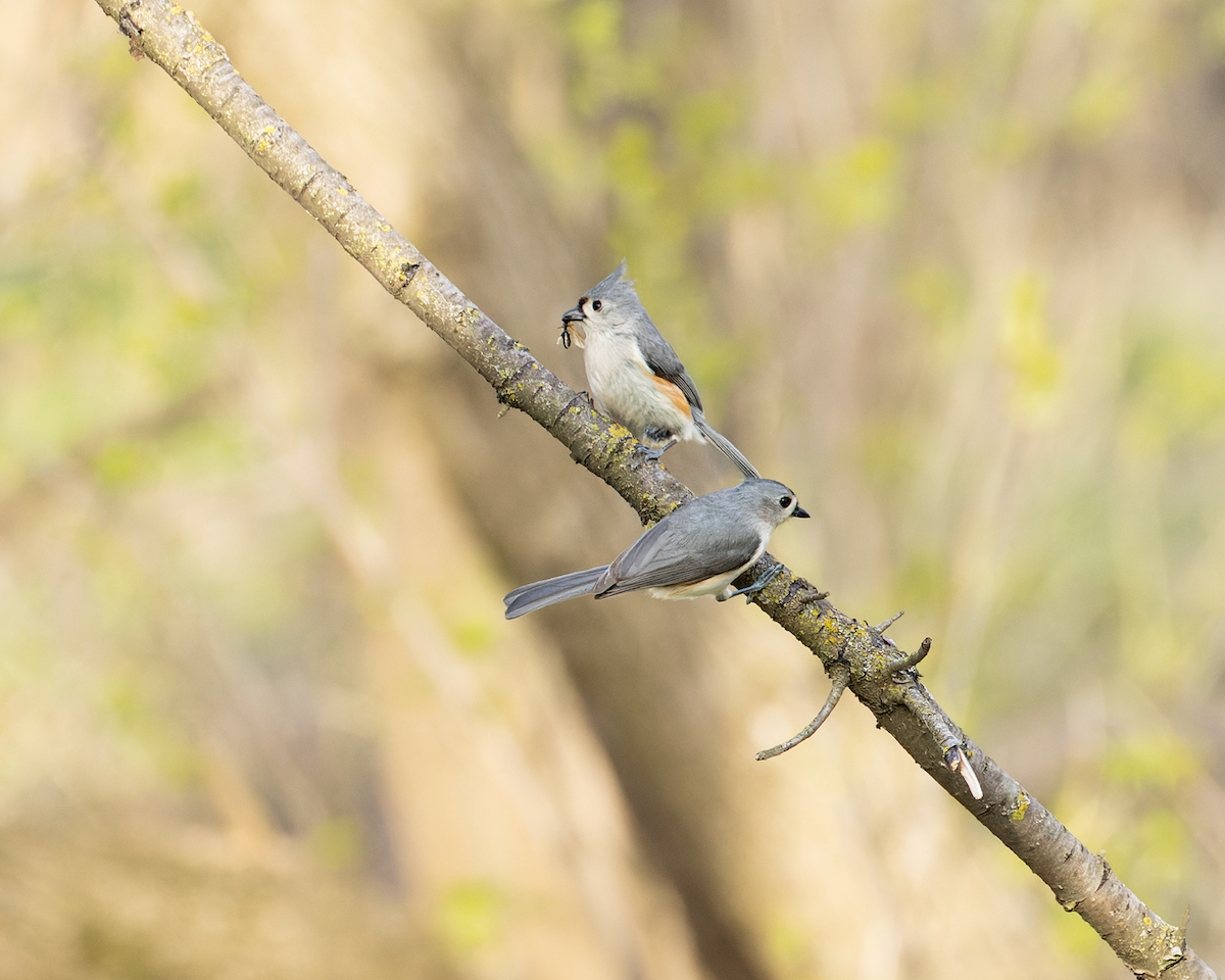 Tufted Titmouse - ML634824102