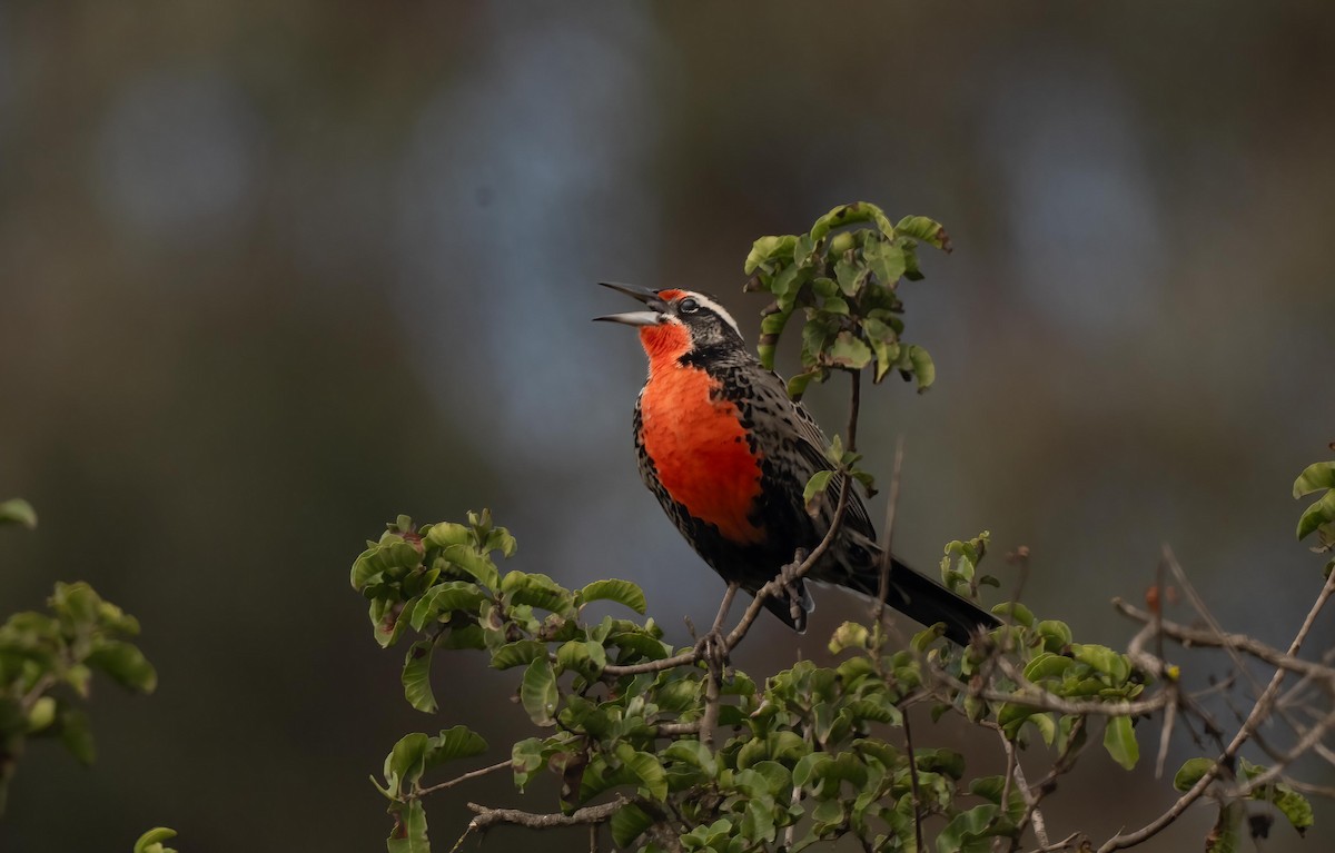 Long-tailed Meadowlark - ML634824120