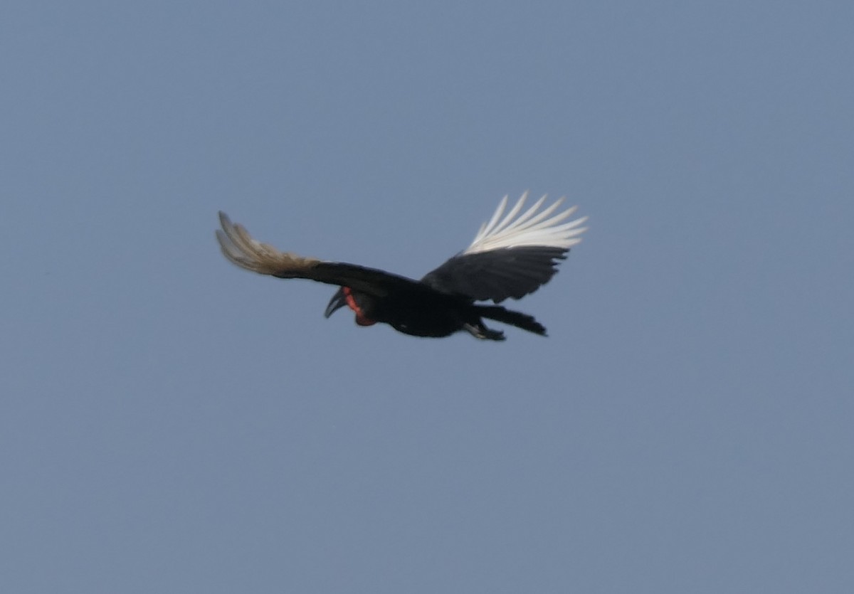 Southern Ground-Hornbill - ML634824168