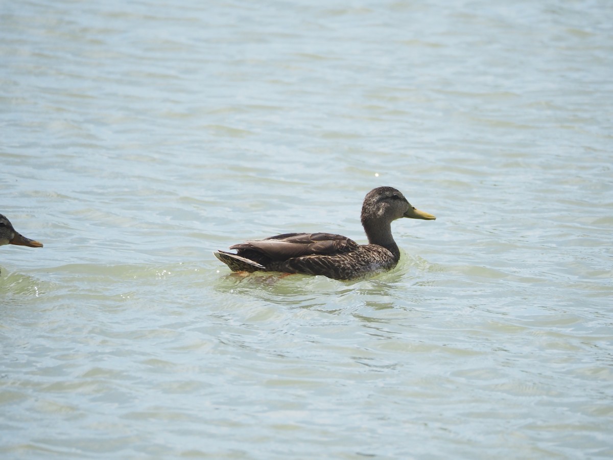 Mexican Duck - ML634824248