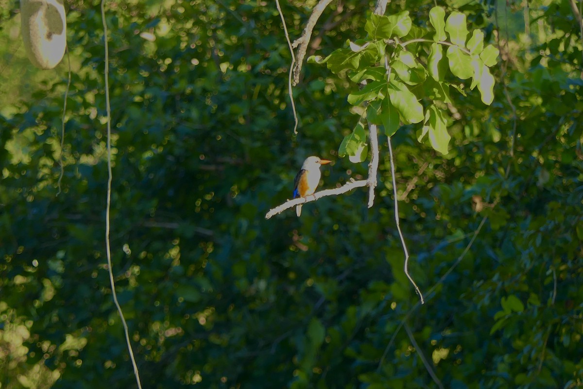 Gray-headed Kingfisher - ML634824249