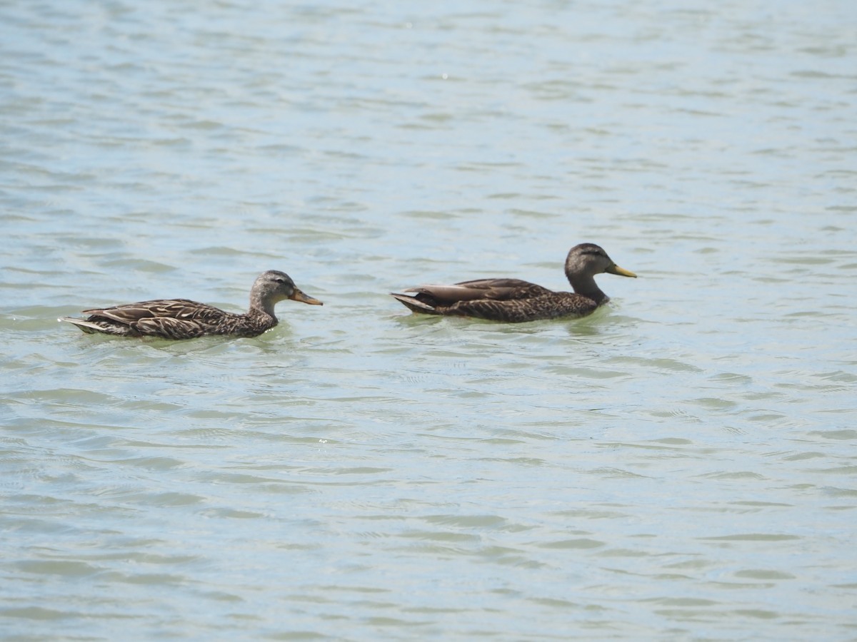 Mexican Duck - ML634824255