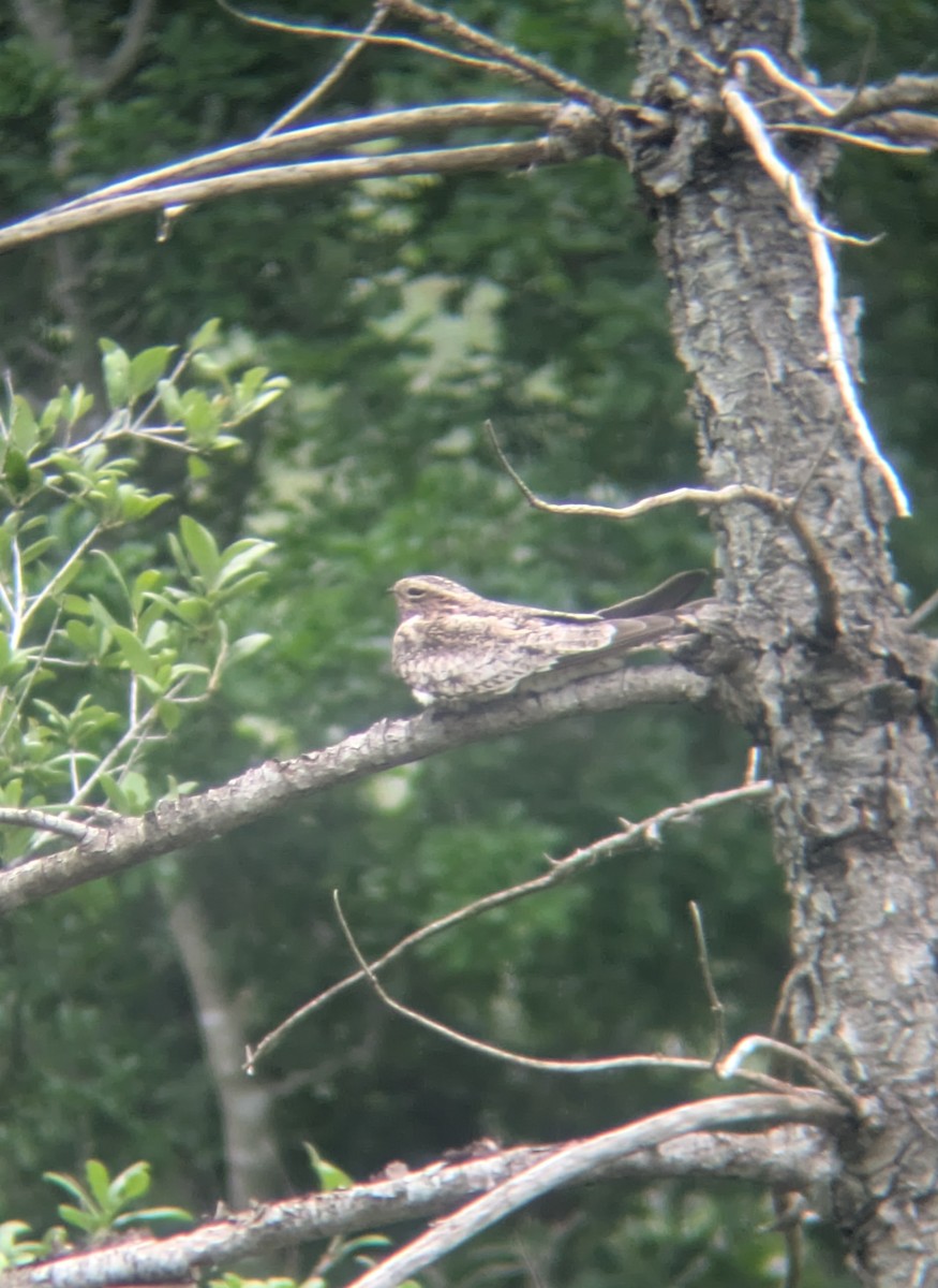 Common Nighthawk - ML634824256