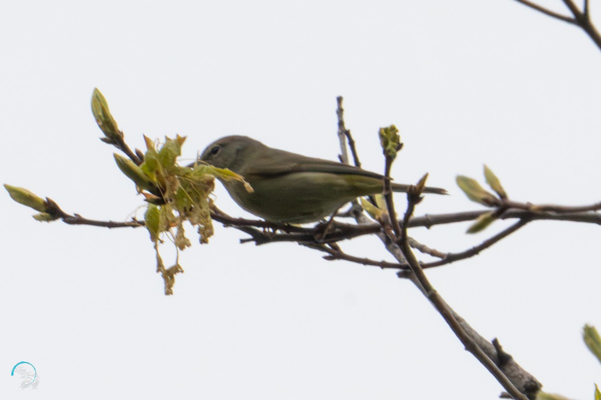 Orange-crowned Warbler - ML634824266
