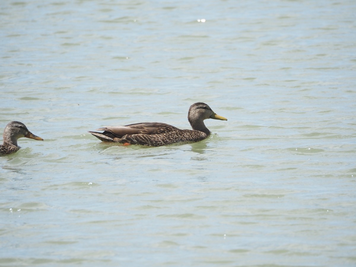 Mexican Duck - ML634824277