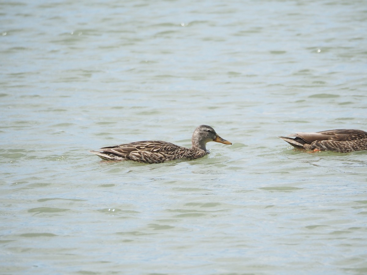Mallard/Mexican Duck - ML634824306
