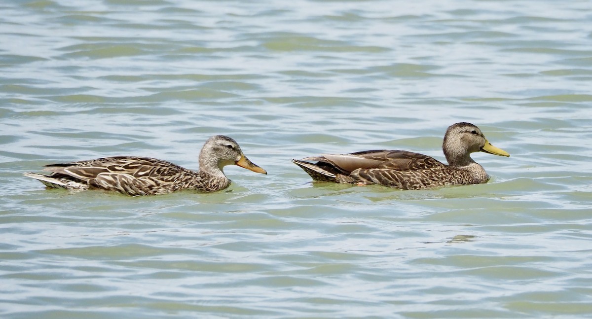 Mexican Duck - ML634824381