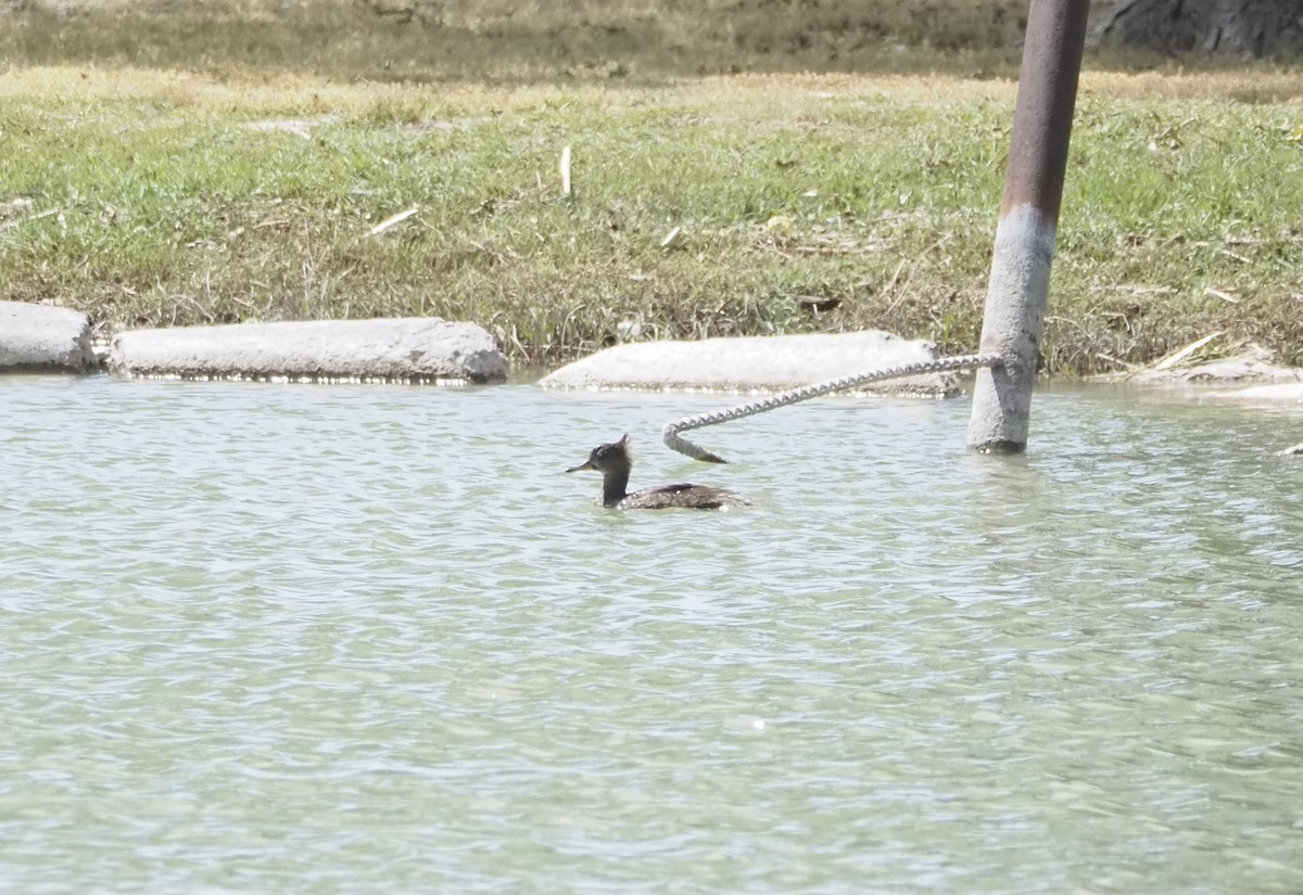 Hooded Merganser - ML634824508