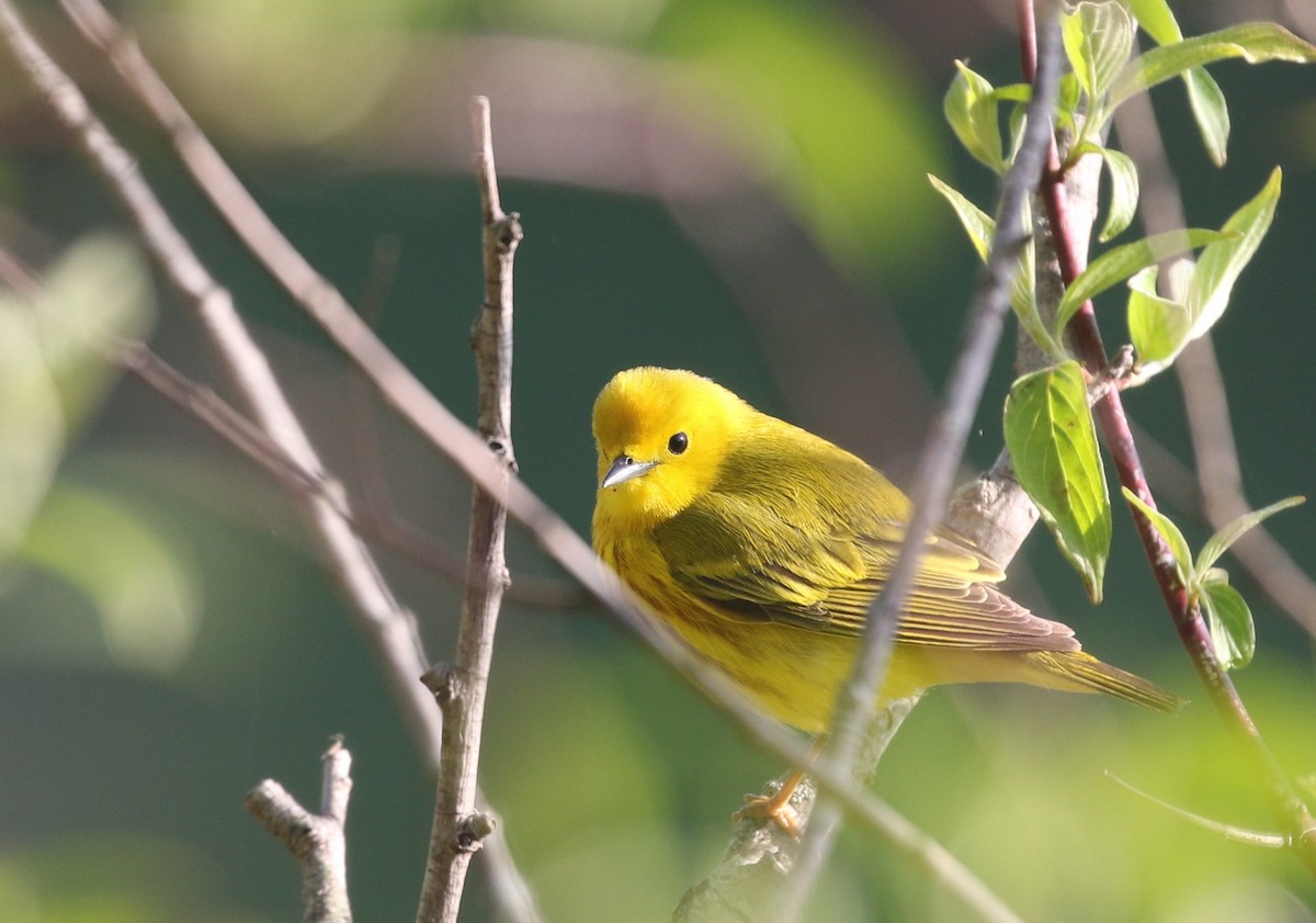 Yellow Warbler - ML634824513