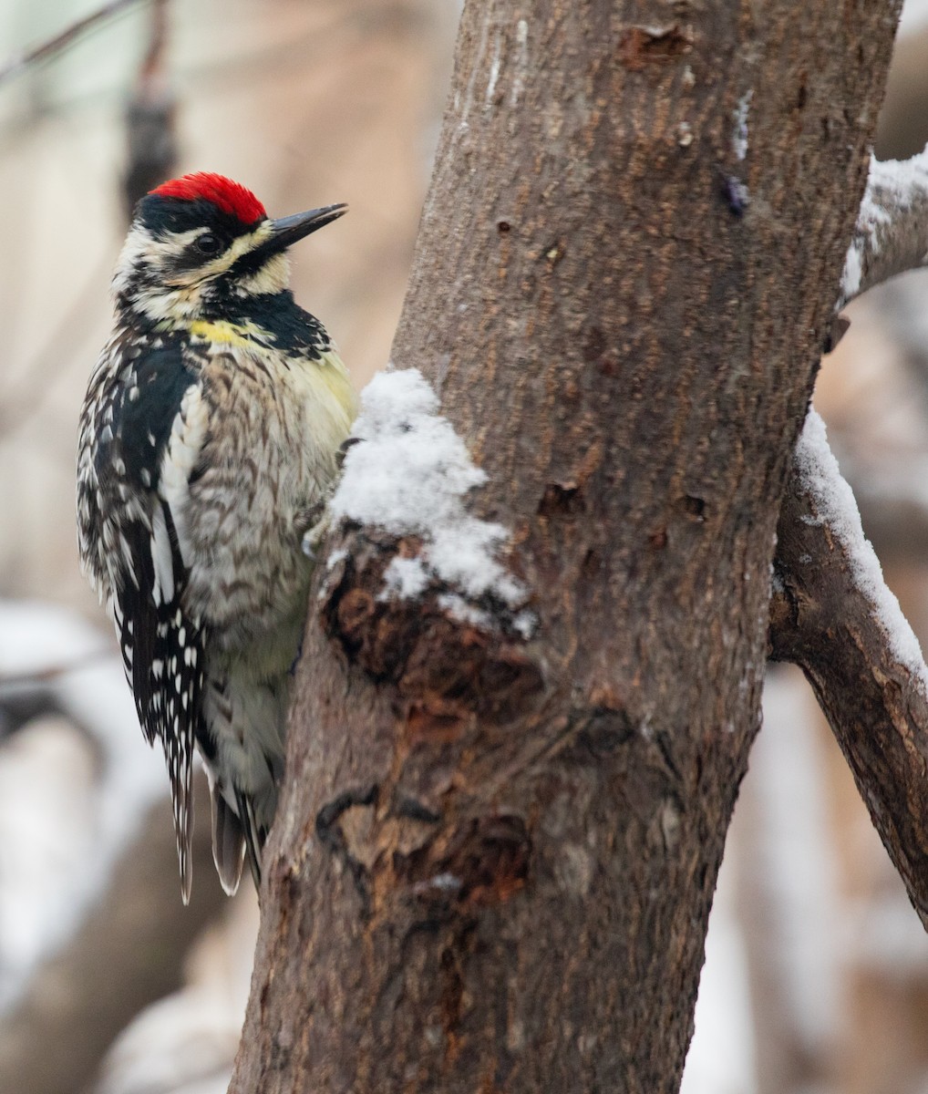 Yellow-bellied Sapsucker - ML634824612