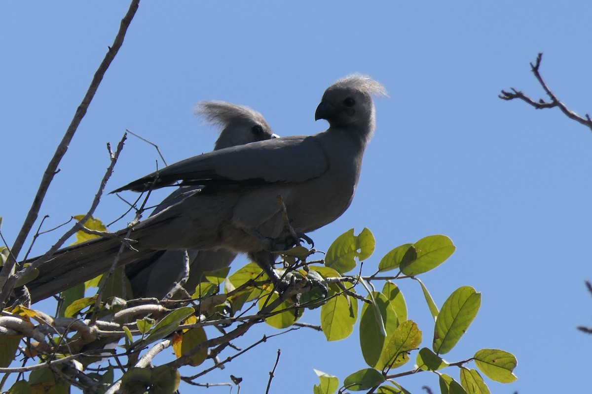 Gray Go-away-bird - ML634824616