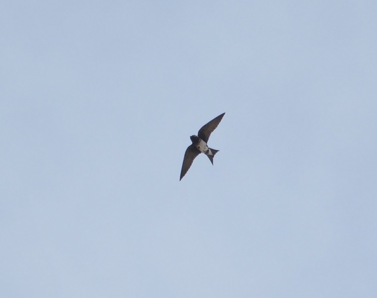 Purple Martin - ML634824677