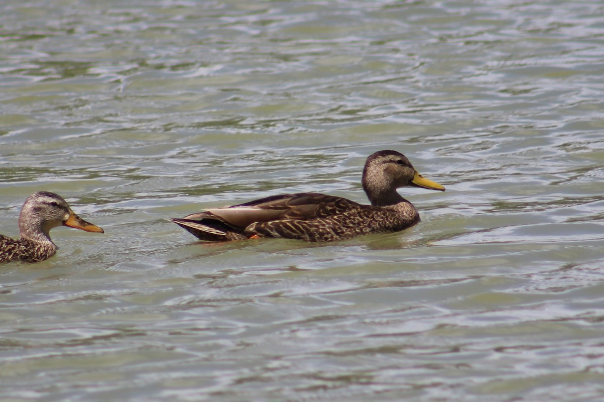 Mexican Duck - ML634824689