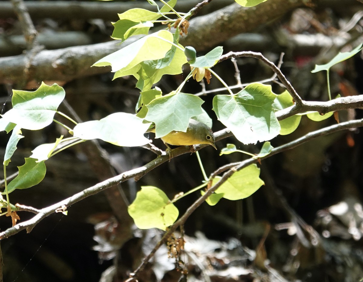 Nashville Warbler - ML634824760