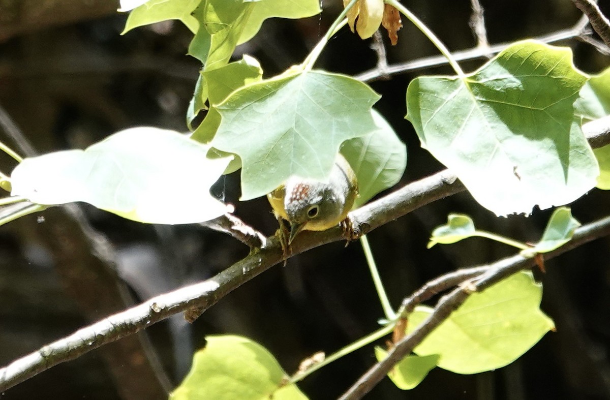 Nashville Warbler - ML634824761
