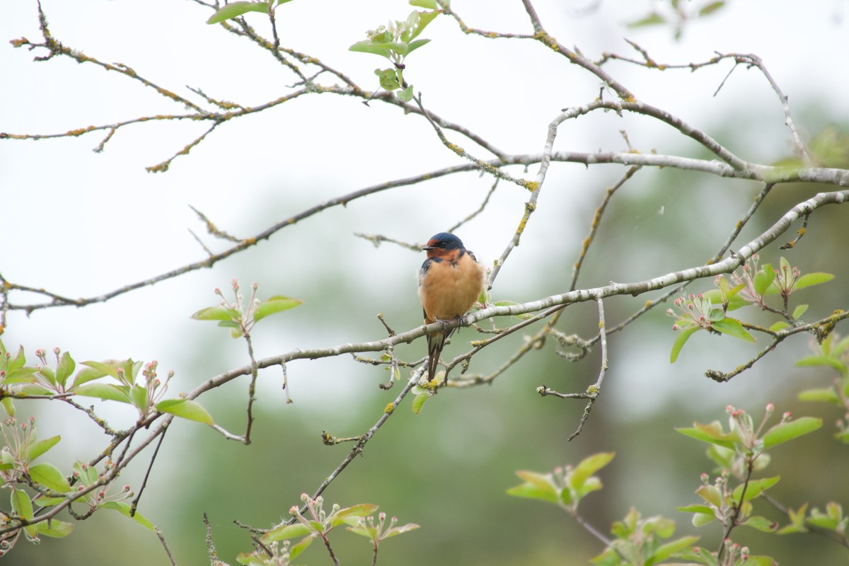 ツバメ（erythrogaster） - ML634824766