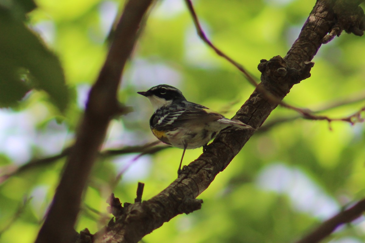 Yellow-rumped Warbler (Myrtle) - ML634824838
