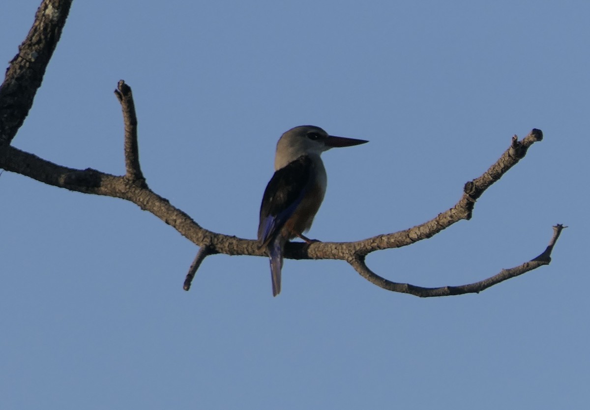 Gray-headed Kingfisher - ML634824854