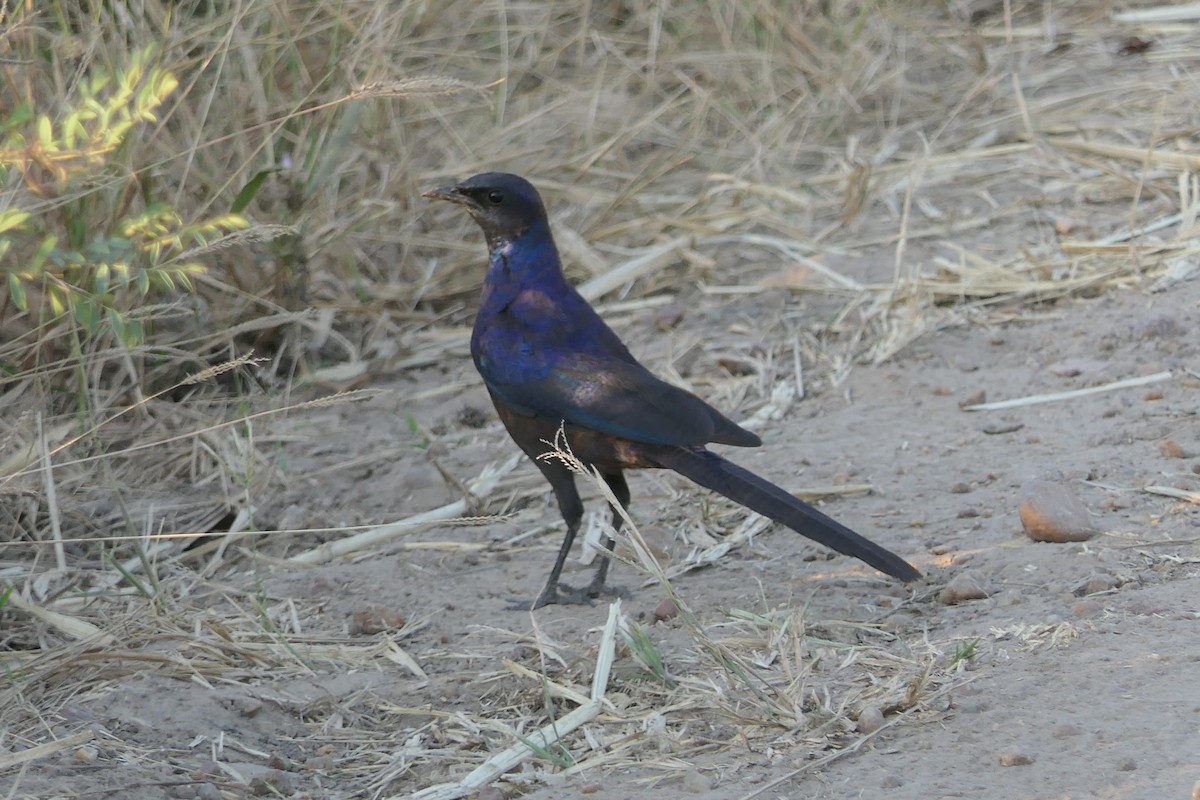 Meves's Starling - ML634824970