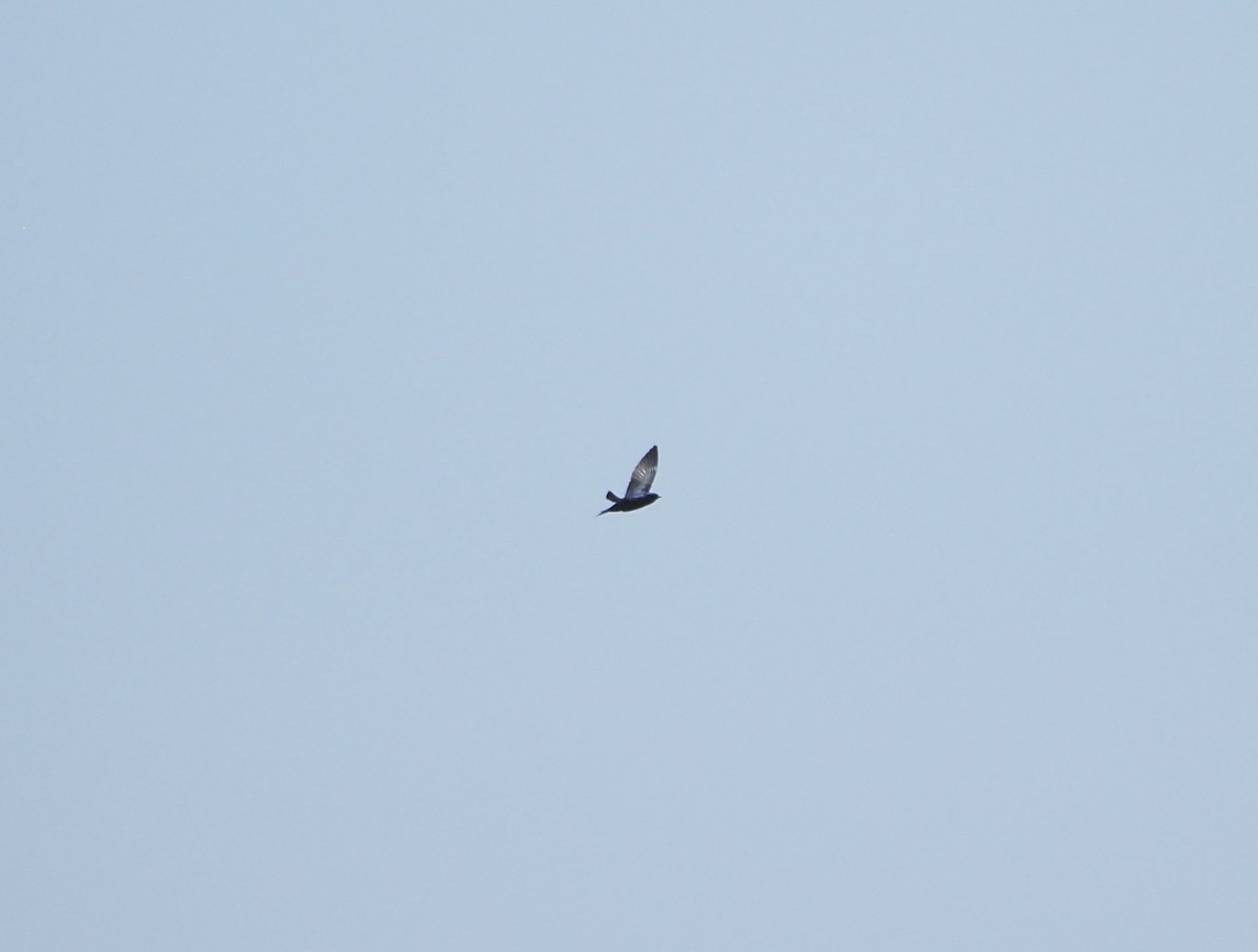 Purple Martin - ML634824990