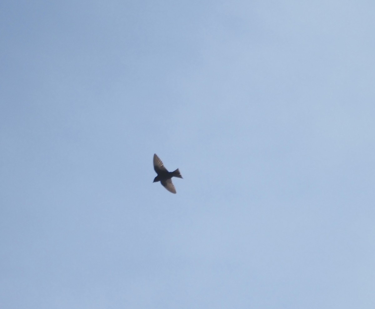 Purple Martin - ML634825025