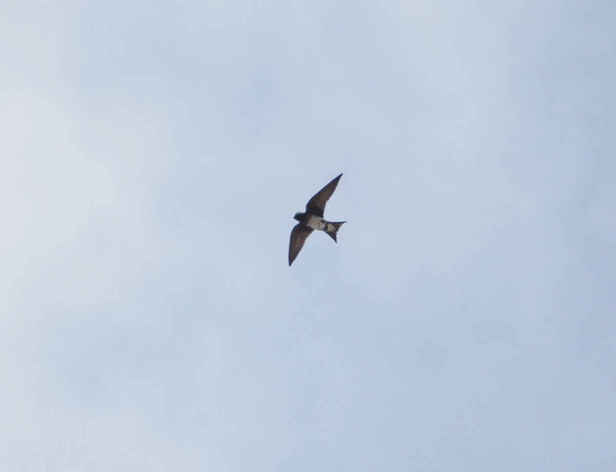 Purple Martin - ML634825060