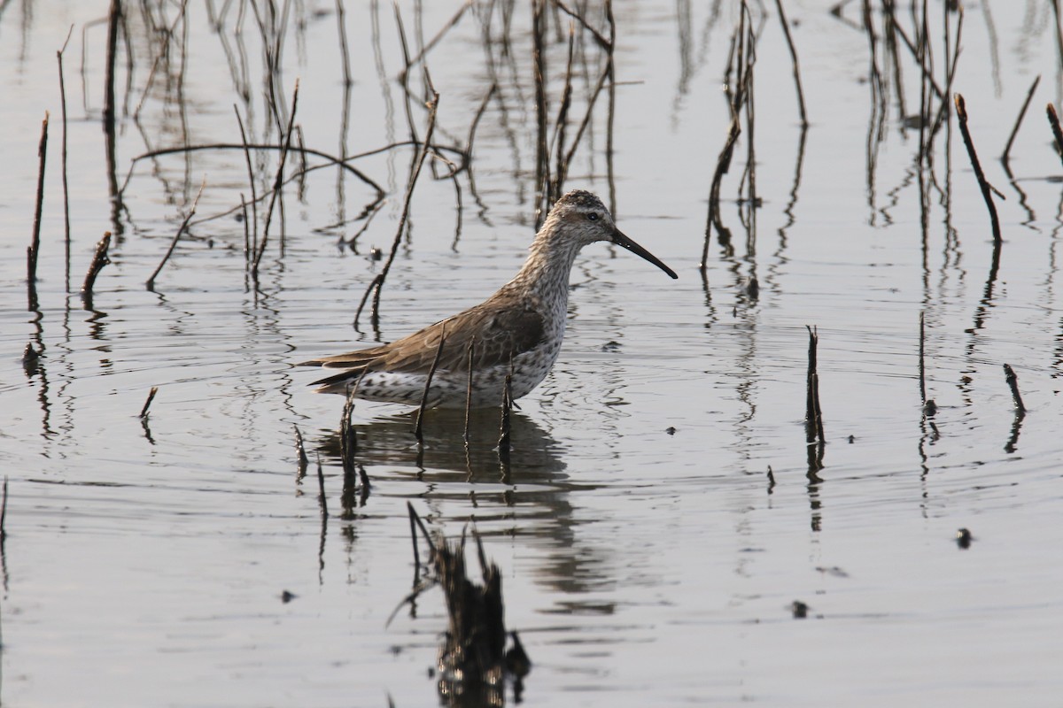 Stilt Sandpiper - ML634825071