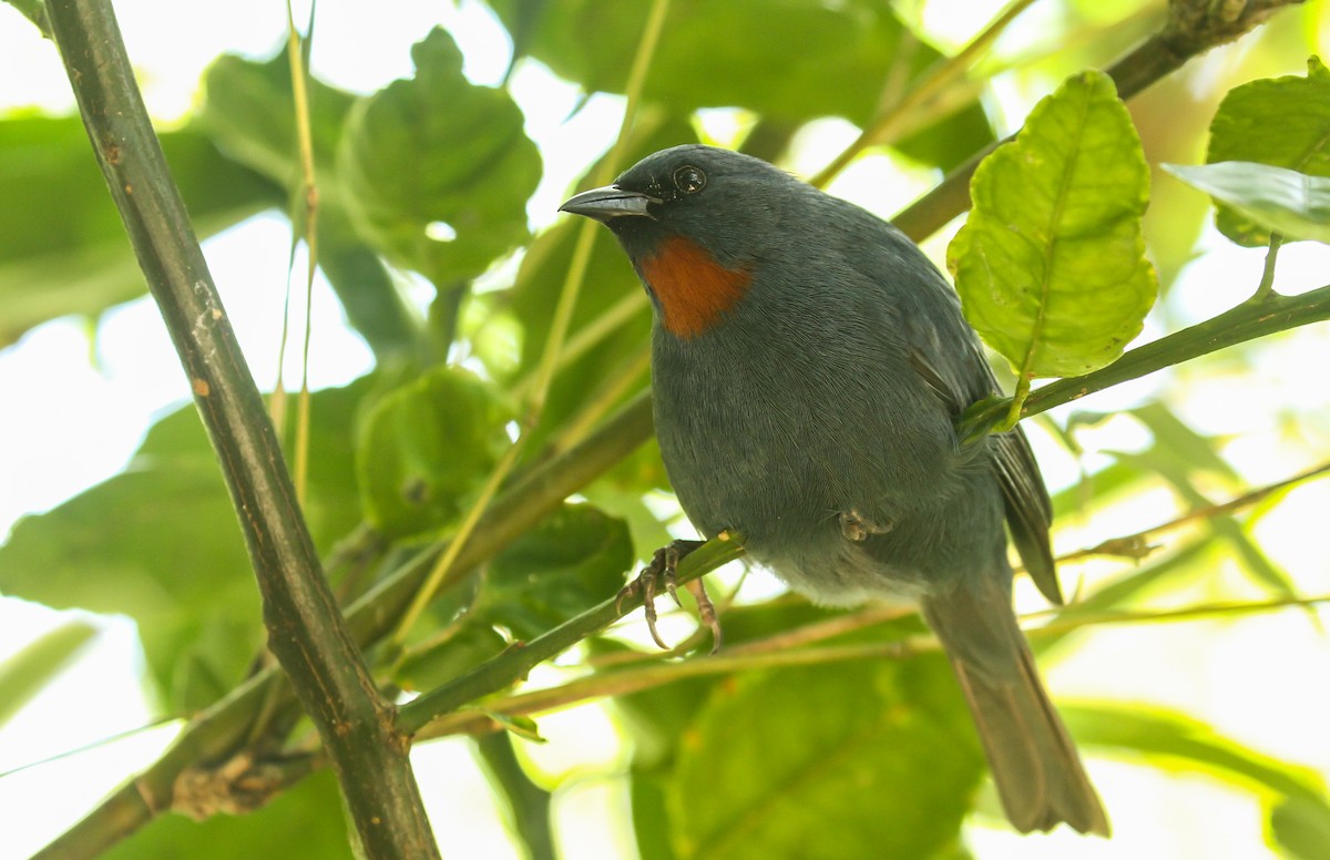 Orangequit - ML634825079