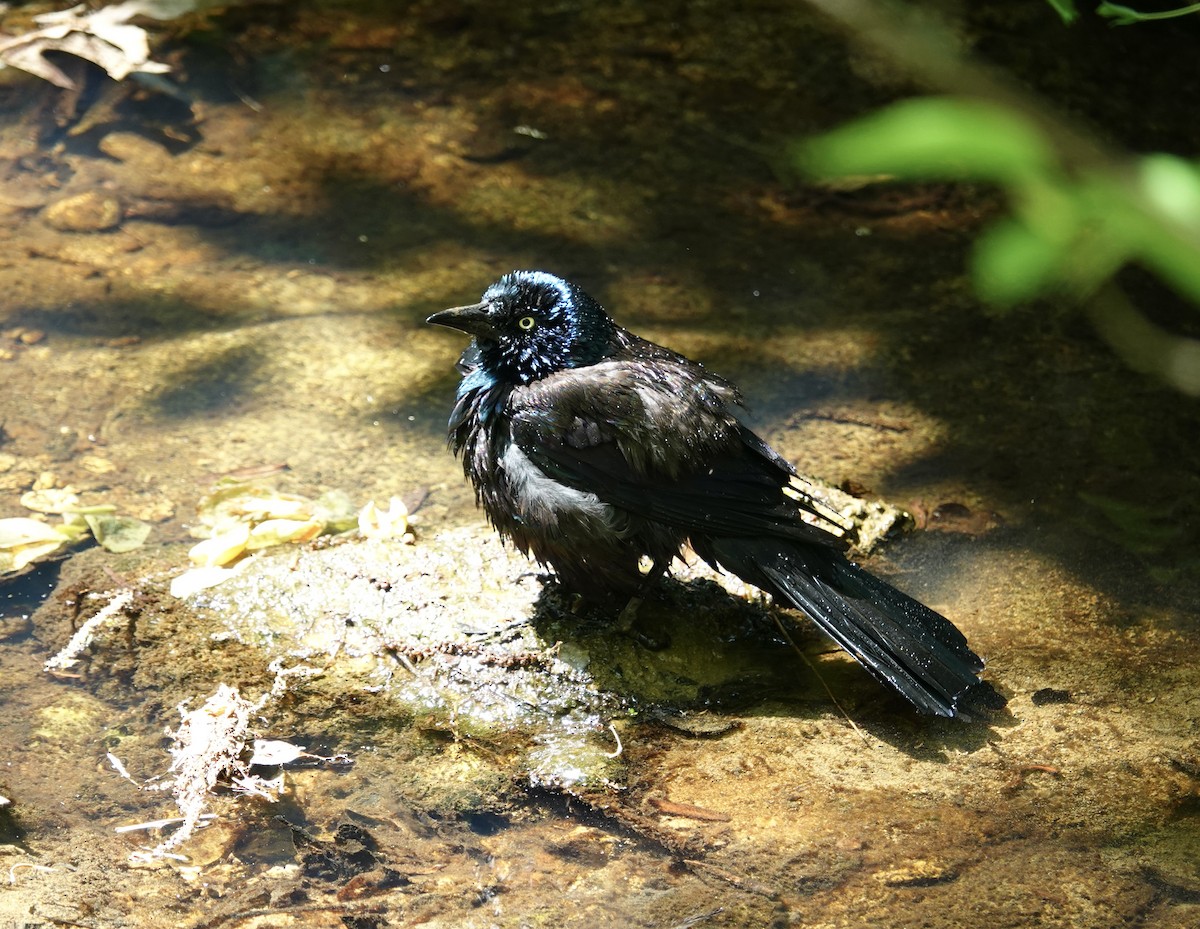 Common Grackle - ML634825087
