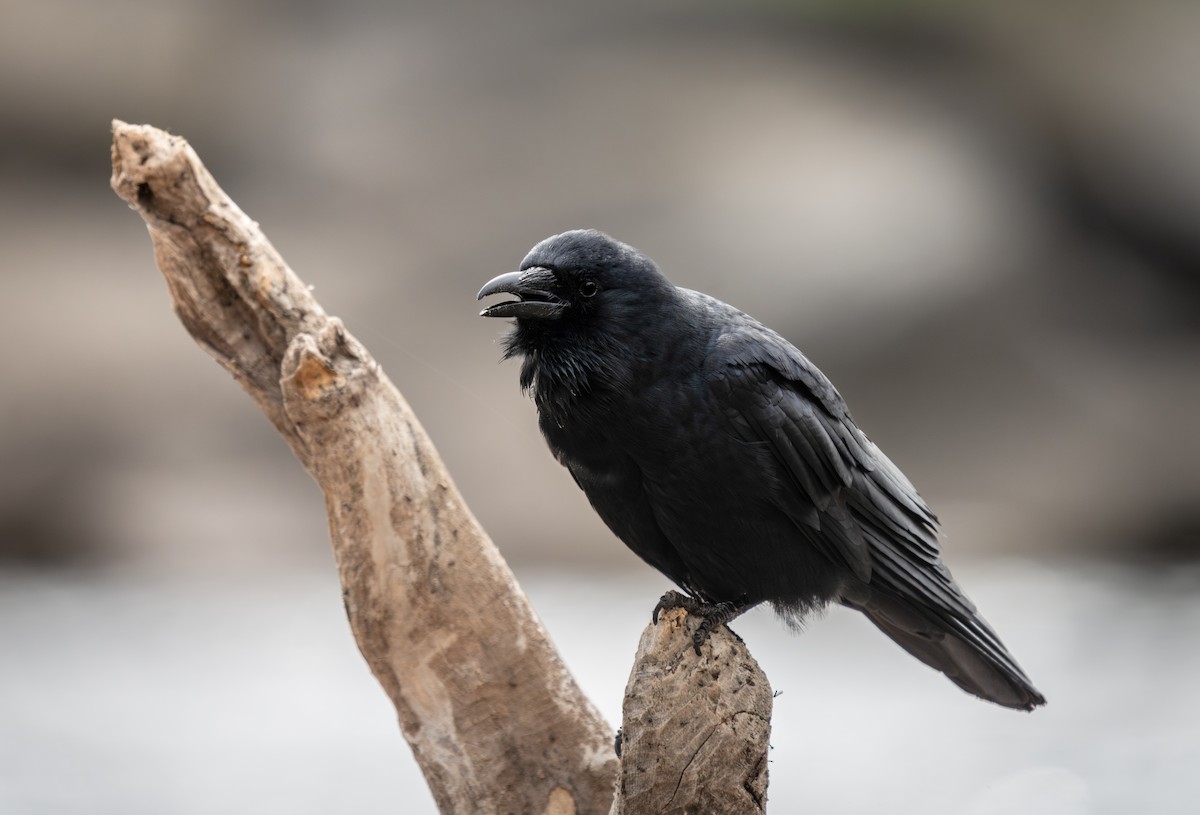 Fish Crow - ML634825100