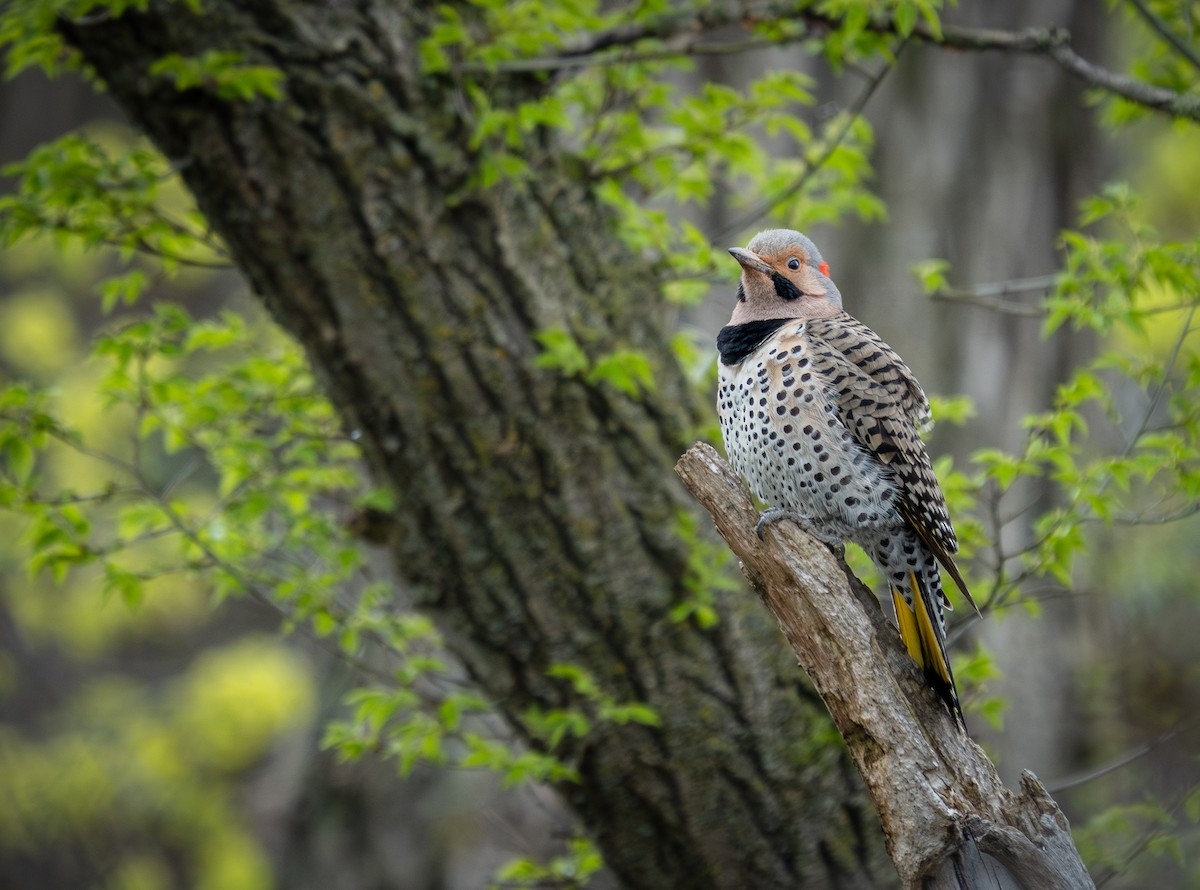 Northern Flicker - ML634825111