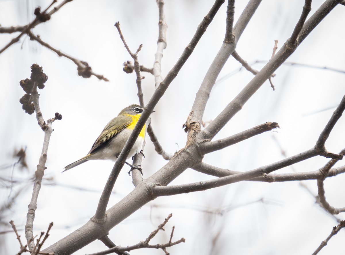 Yellow-breasted Chat - ML634825131