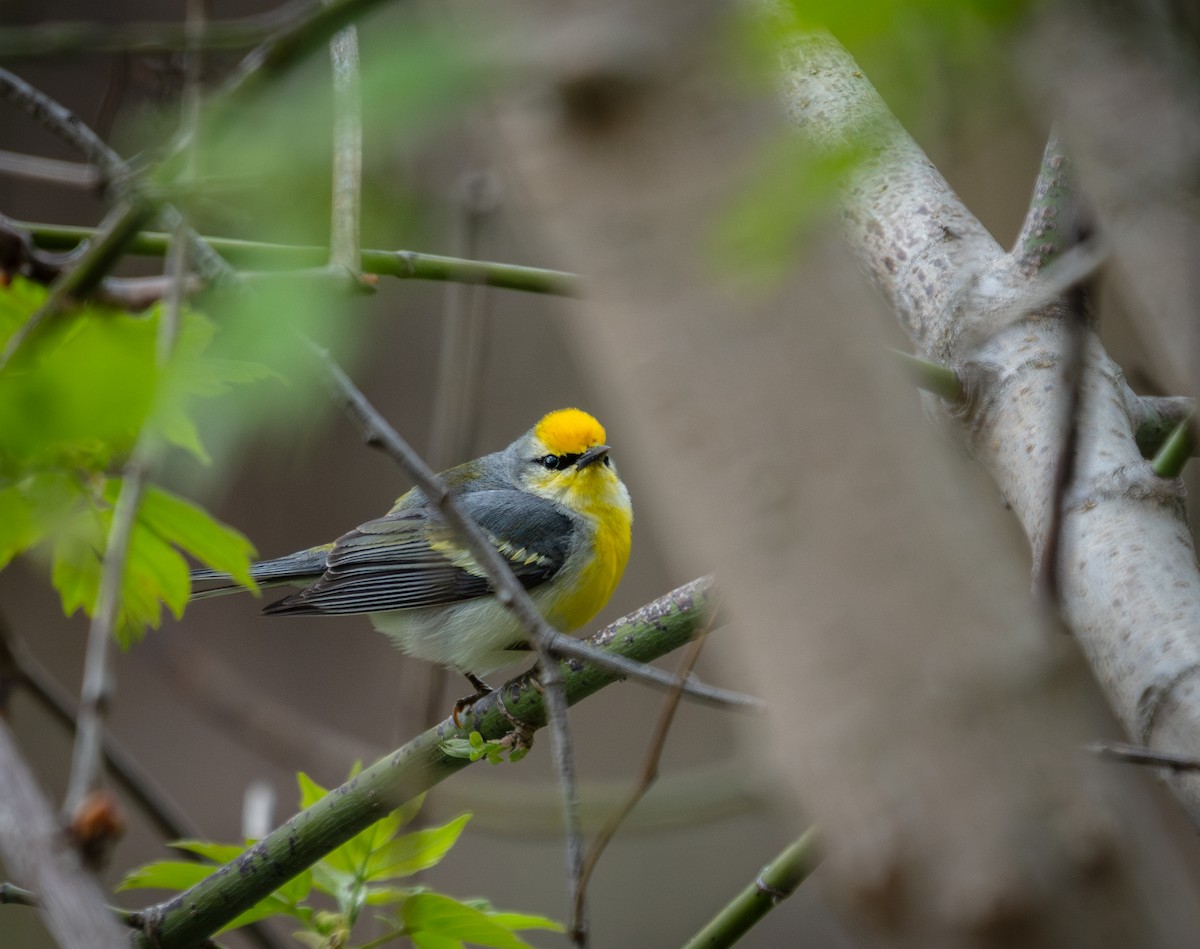 Brewster's Warbler (hybrid) - ML634825158
