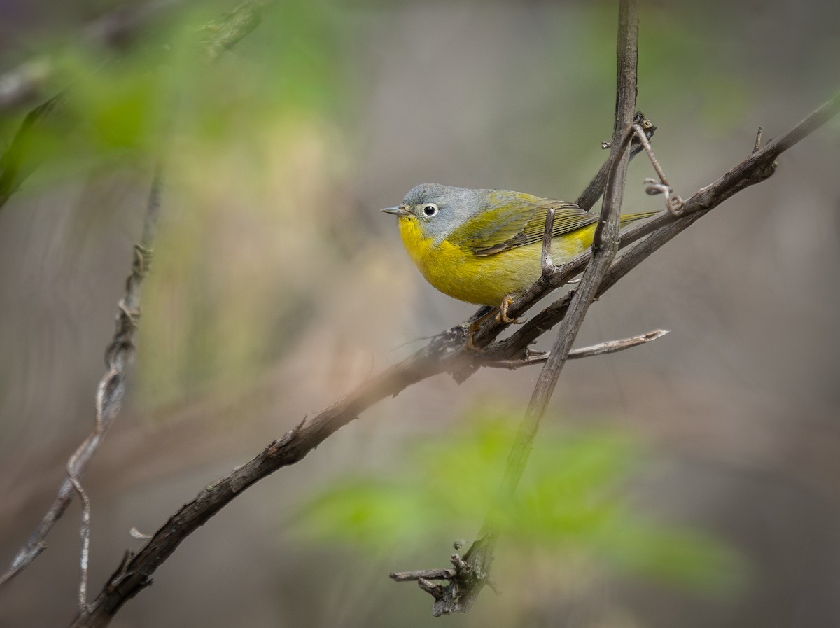 Nashville Warbler - ML634825165