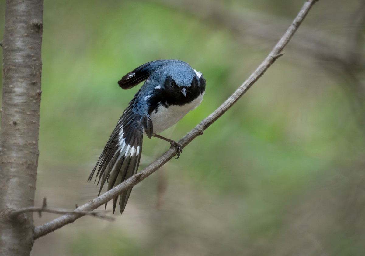 Black-throated Blue Warbler - ML634825177