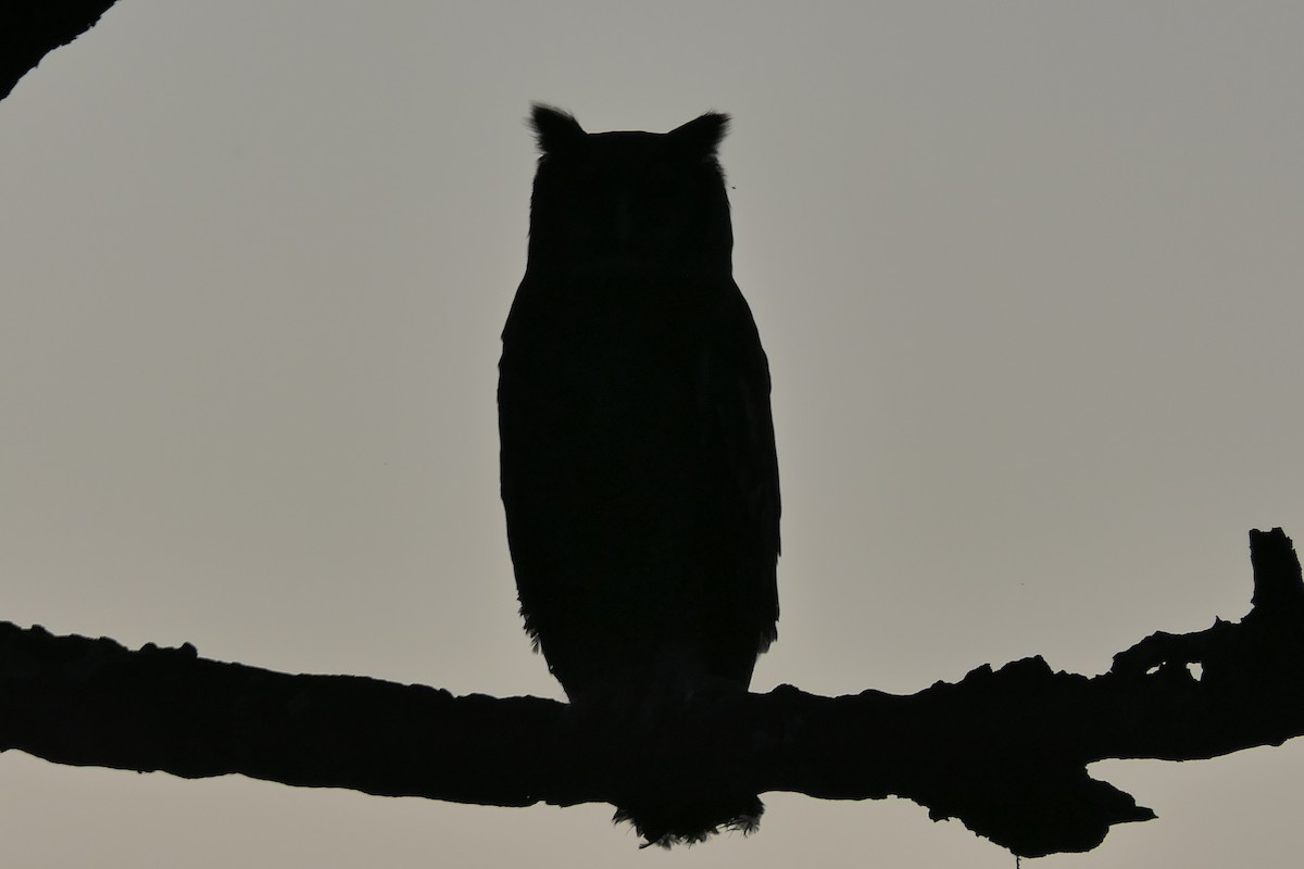 Verreaux's Eagle-Owl - ML634825240