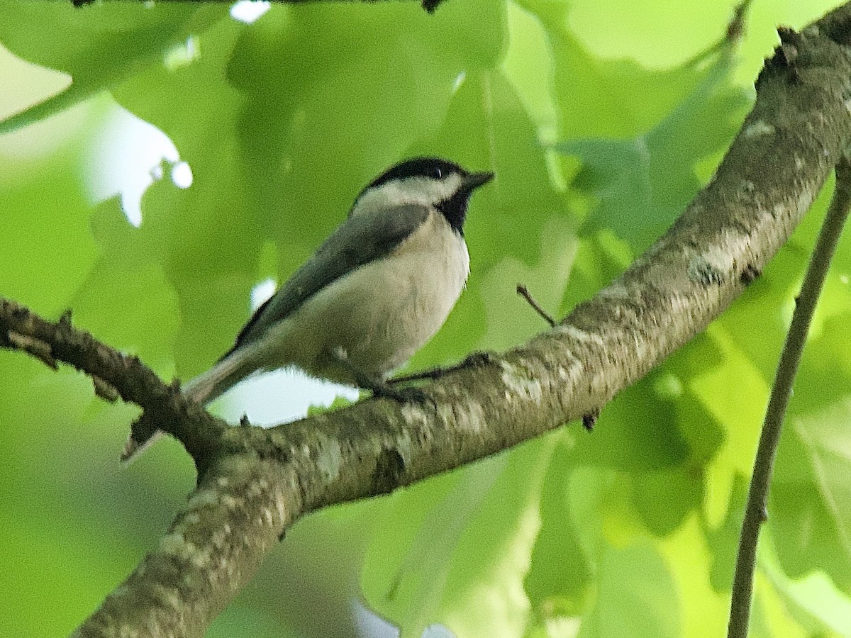 Mésange de Caroline - ML634825279