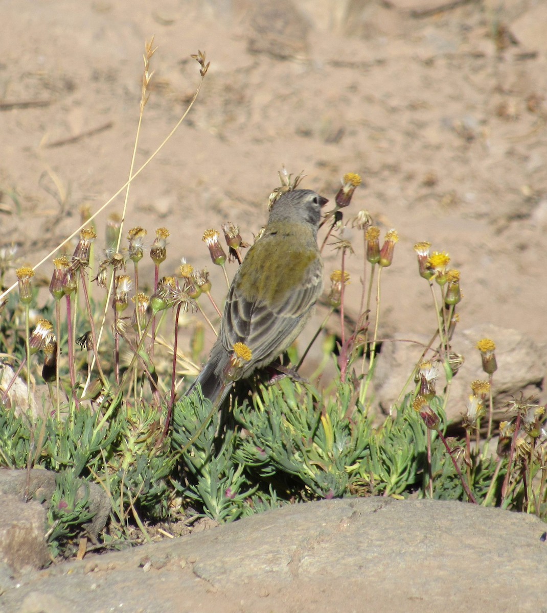 Gray-hooded Sierra Finch - ML634825557