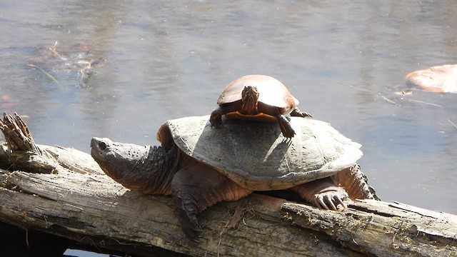Eastern Painted Turtle - ML634825642