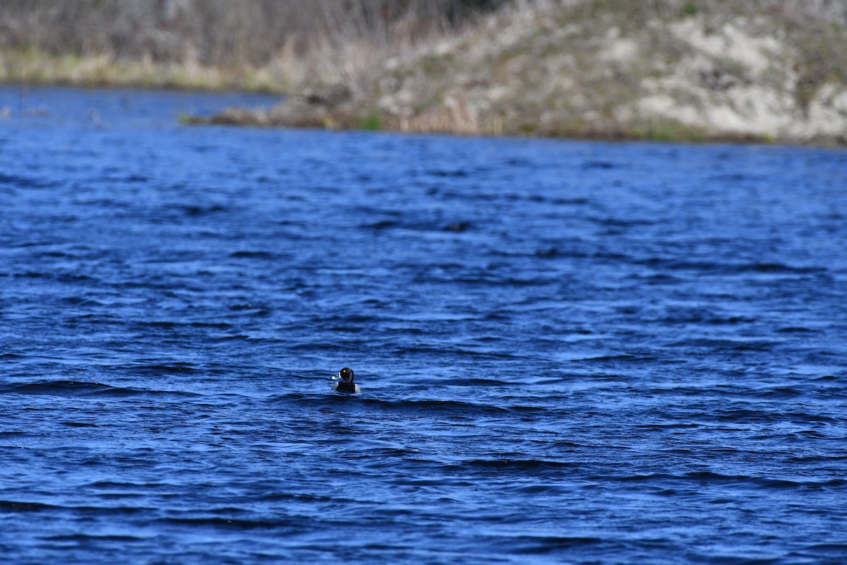 Ring-necked Duck - ML634825670