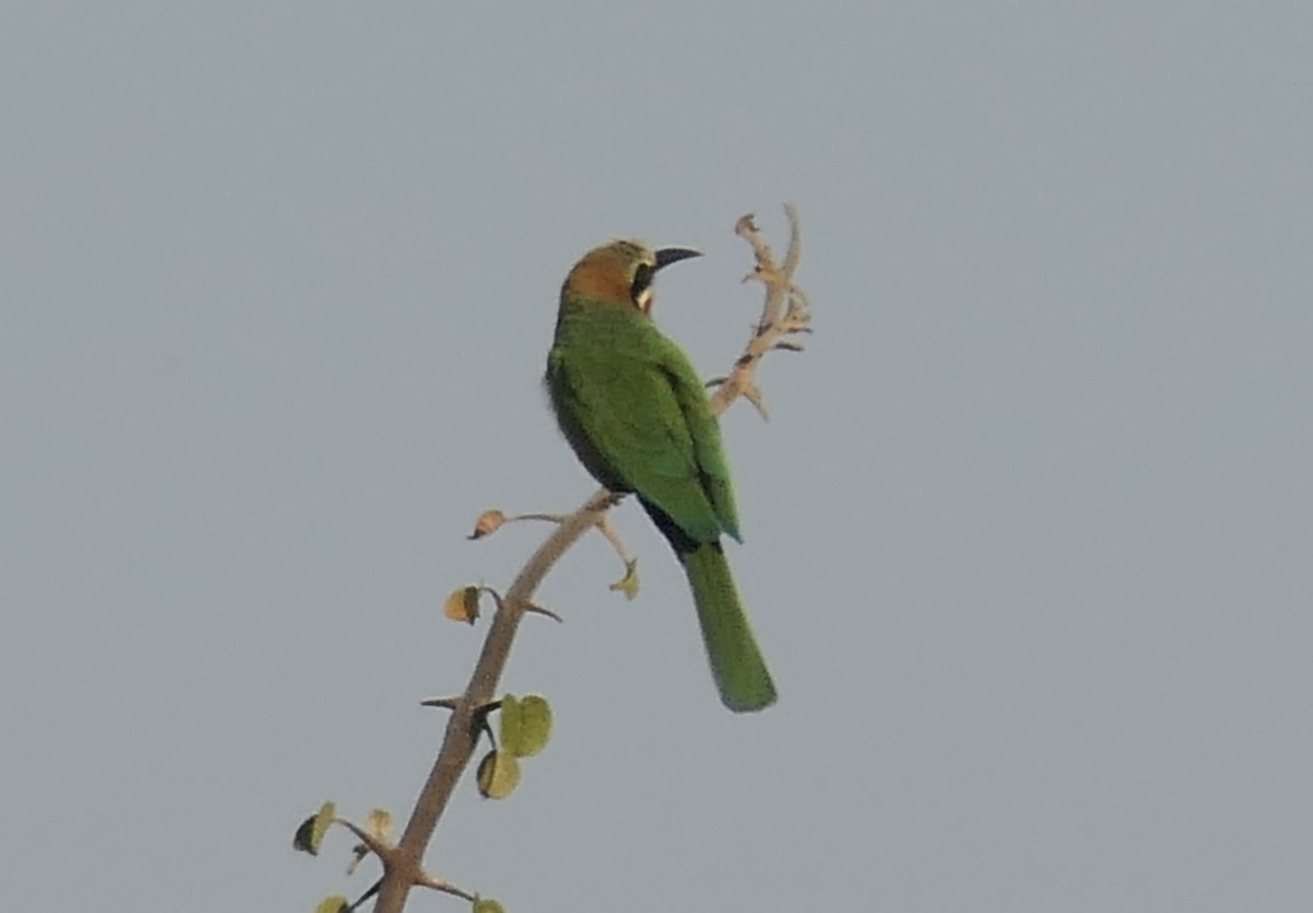 White-fronted Bee-eater - ML634825703